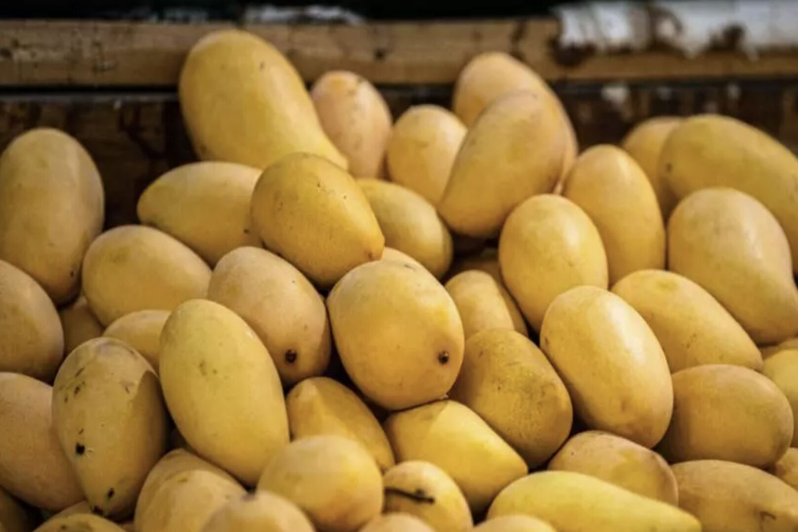 Strong Demand for Ivorian Mangoes Amid a Challenging International Context